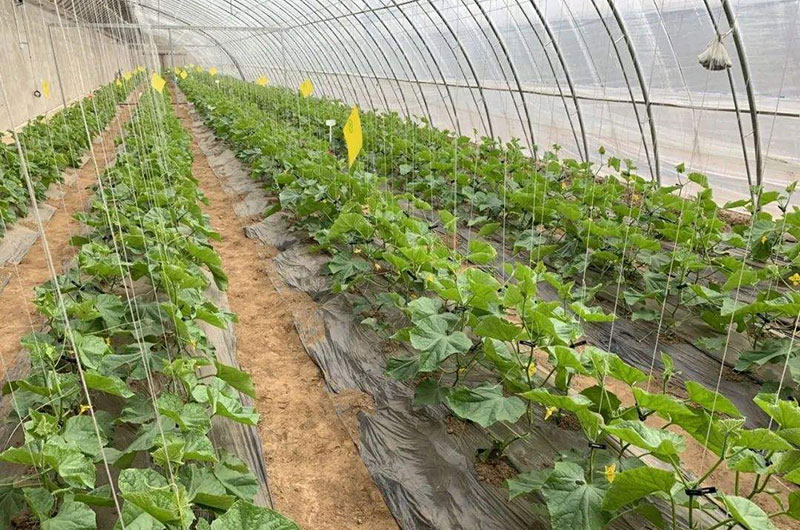 有機(jī)肥行業(yè)發(fā)展