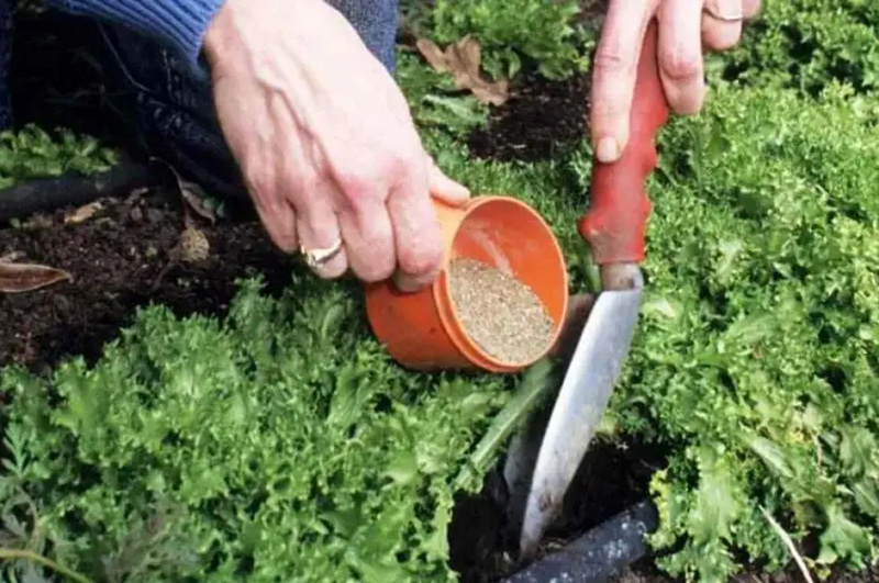 有機(jī)肥料行業(yè)信息：施肥要注意哪些？