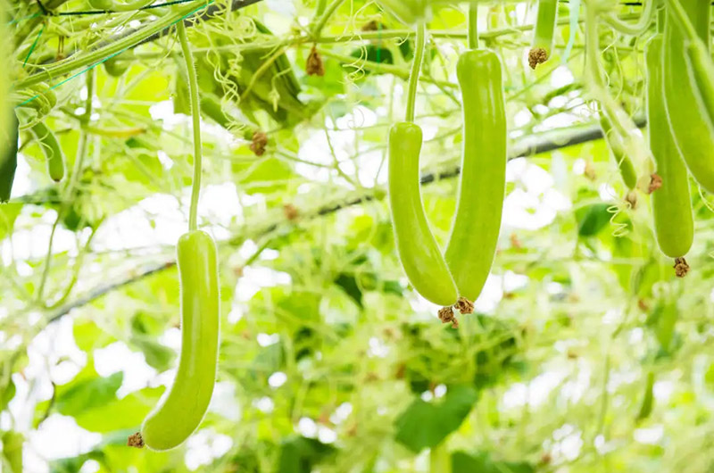 深耕有機農(nóng)業(yè)，推進鄉(xiāng)村振興