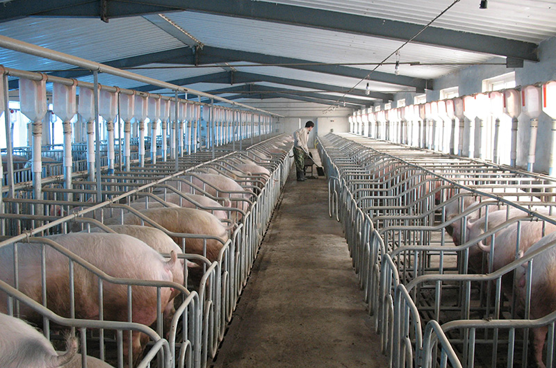 豬場的場址選擇要點介紹